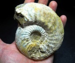 Kepplerites ex gr. galilaeii