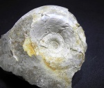 Rondiceras stenolobum