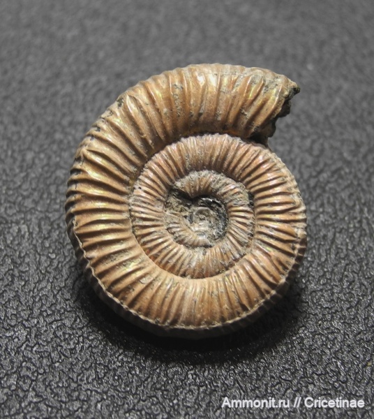 Binatisphinctes, Binatisphinctes mosquensis