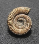 Binatisphinctes mosquensis