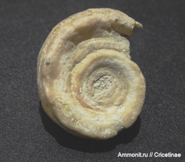 гастроподы, Euomphalus, брюхоногие моллюски