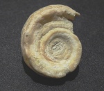 Гастропода Euomphalus