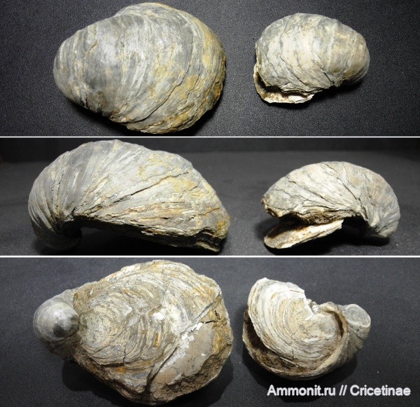 Gryphaea