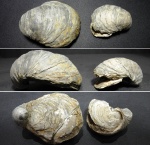 Gryphaea