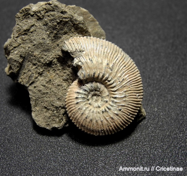 Kosmoceras, Kosmoceras posterior