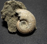 Kosmoceras posterior