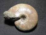 Funiferites patruus