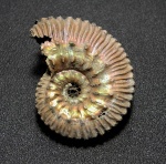 Kosmoceras fasciculatum