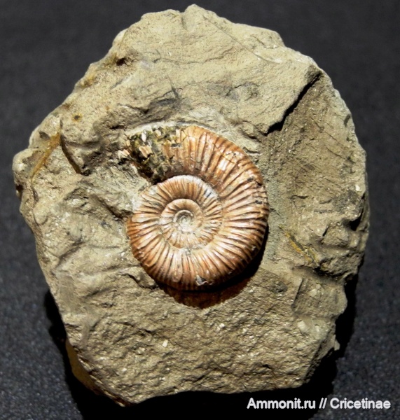 Binatisphinctes, Binatisphinctes mosquensis