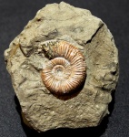 Binatisphinctes mosquensis