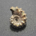 Kosmoceras pollux