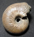 Funiferites patruus
