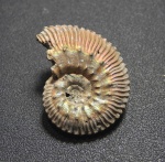 Kosmoceras fasciculatum
