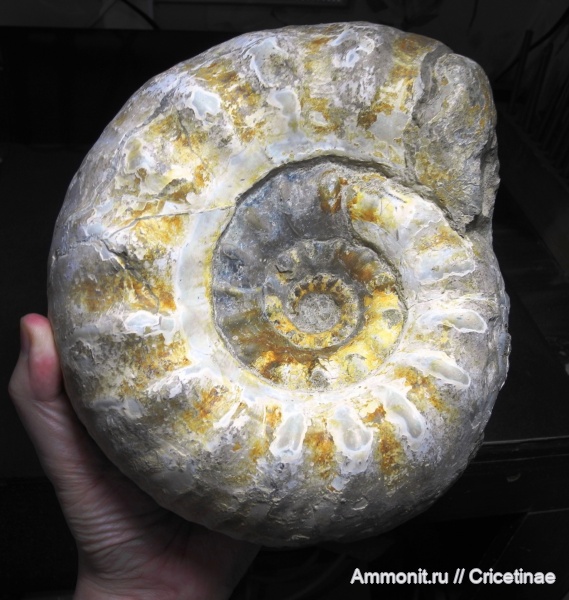 Erymnoceras, Erymnoceras coronatum