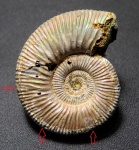 Binatisphinctes rjasanensis