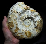 Aspidoceras