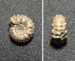 Kosmoceras pollux