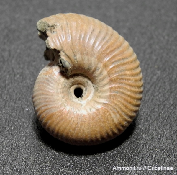 Funiferites, Funiferites patruus