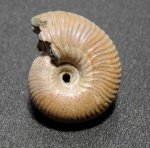 Funiferites patruus