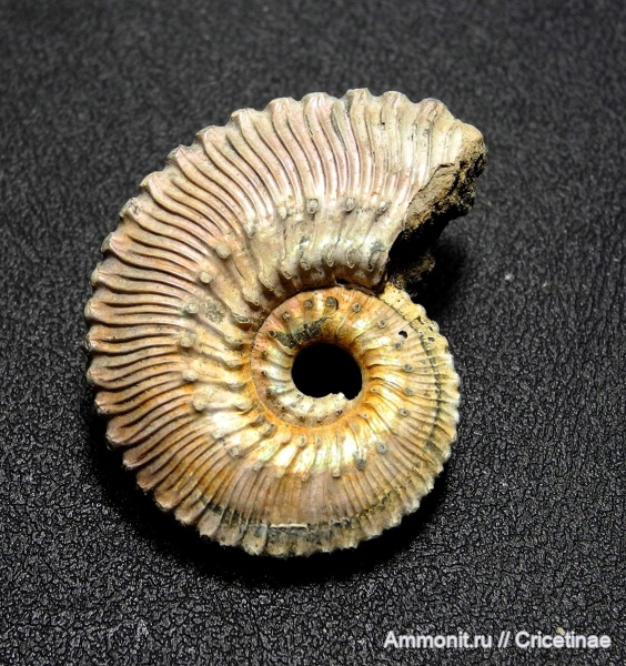 Kosmoceras, Kosmoceras proniae