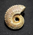 Kosmoceras proniae