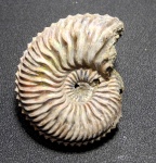 Cardioceras quadrarium