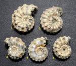 Kosmoceras