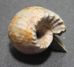 Erymnoceras doliforme