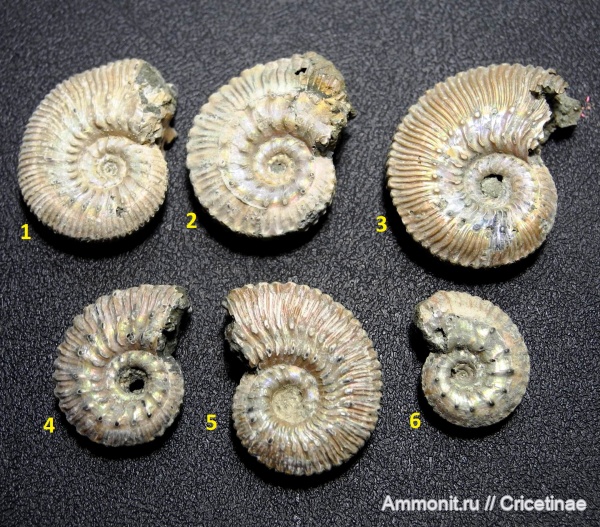 Kosmoceras, ?, Kosmoceras proniae, Kosmoceras phaeinum, Kosmoceras lithuanicum
