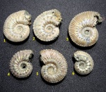 Kosmoceras