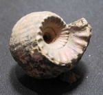 Erymnoceras doliforme
