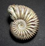 Cardioceras quadrarium