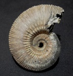 Kosmoceras phaeinum