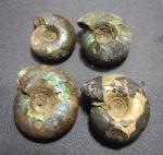 Craspedites