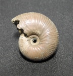 Funiferites patruus