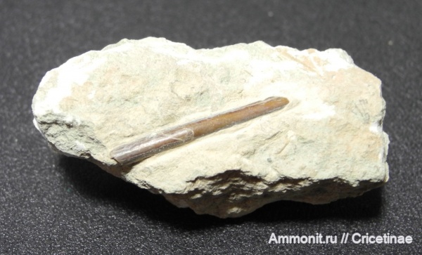 Sphenothallus