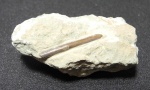 Sphenothallus