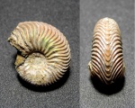 Goliathiceras goliathum