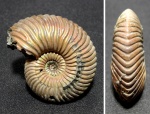 Quenstedtoceras henrici