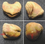 Porambonites reticulatus