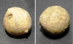 Echinosphaerites