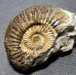 Epivirgatites