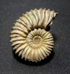 Peltoceras arduennense