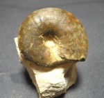 Craspedites nodiger