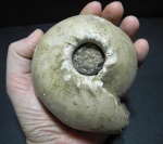 Cadoceras stupachenkoi
