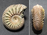 Cardioceras quadrarium