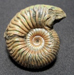 Vertumniceras mariae