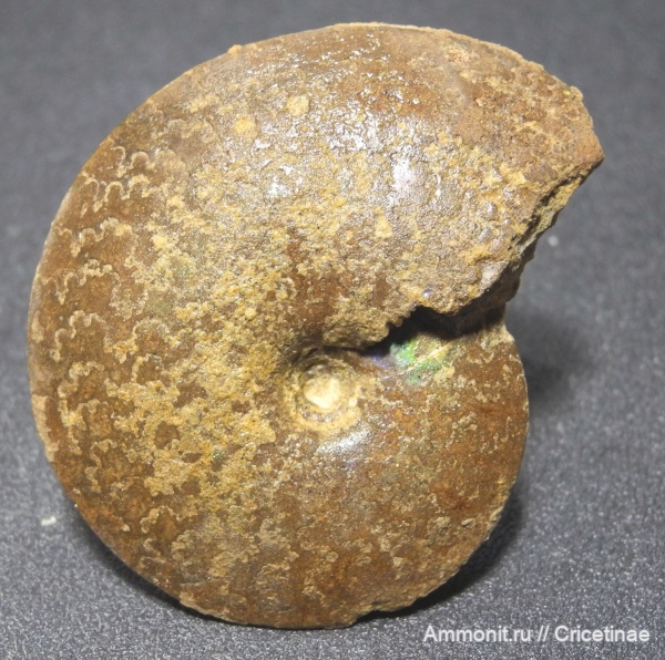 Garniericeras, Garniericeras subclypeiforme