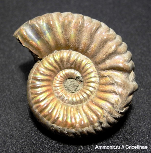 прижизненные повреждения, Vertumniceras, Vertumniceras trapezoidalis, ammonoid sublethal injuries