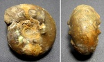 Craspedites milkovensis